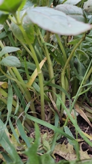 Impatiens glandulifera
