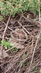 Coronella austriaca austriaca