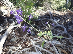 Delphinium antoninum