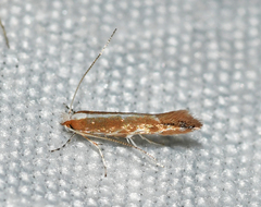 Cameraria quercivorella