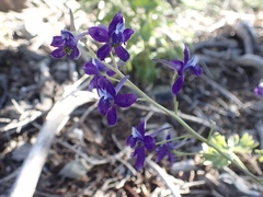Delphinium antoninum