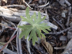 Delphinium antoninum