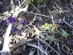Delphinium antoninum