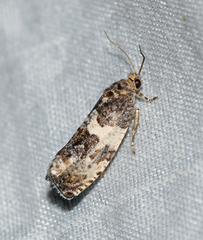 Pseudosciaphila duplex