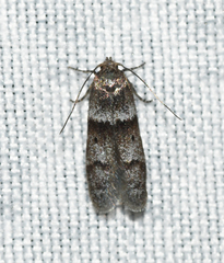 Blastobasis pulchella