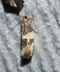 Pseudosciaphila duplex