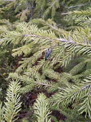 Oxymirus cursor