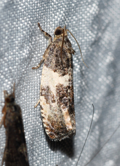 Pseudosciaphila duplex