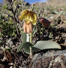 Fritillaria glauca