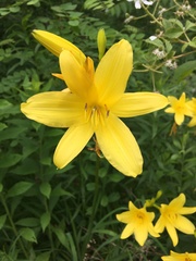 Hemerocallis lilioasphodelus