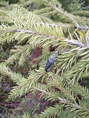 Oxymirus cursor