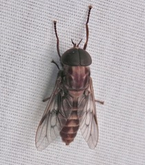 Tabanus equalis