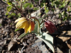 Fritillaria glauca