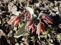 Fritillaria glauca