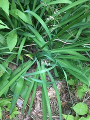 Hemerocallis lilioasphodelus