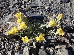 Physaria occidentalis