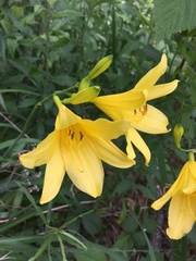 Hemerocallis lilioasphodelus
