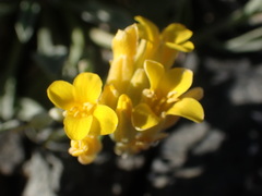 Physaria occidentalis