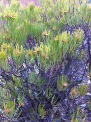 Dyscritothamnus filifolius