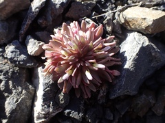 Claytonia saxosa