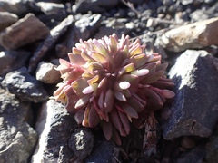 Claytonia saxosa