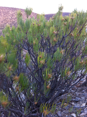 Dyscritothamnus filifolius