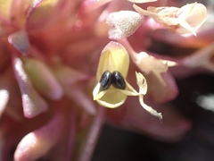 Claytonia saxosa