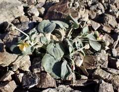 Viola purpurea integrifolia