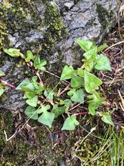 Persicaria runcinata