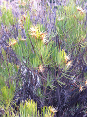 Dyscritothamnus filifolius