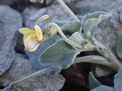 Viola purpurea integrifolia