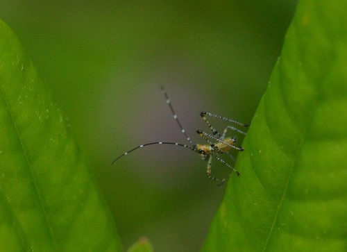 Fork-tailed bush katydid