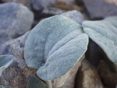 Viola purpurea integrifolia