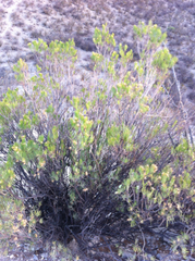 Dyscritothamnus filifolius