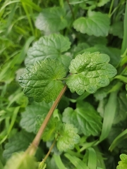 Glechoma hederacea