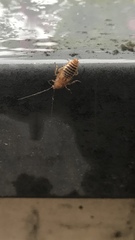 Ectobius vittiventris