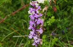 Dactylorhiza saccifera