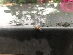 Ectobius vittiventris