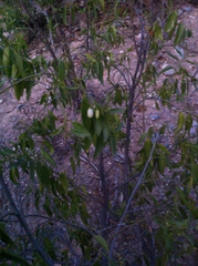 Vallesia glabra