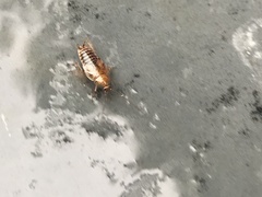 Ectobius vittiventris