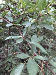 Berberis vulgaris
