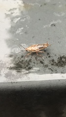 Ectobius vittiventris