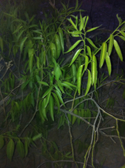 Vallesia glabra
