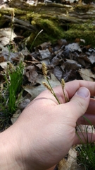 Carex pensylvanica