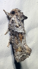 Acrolophinae