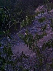 Vallesia glabra