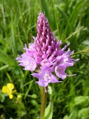 Traunsteinera globosa