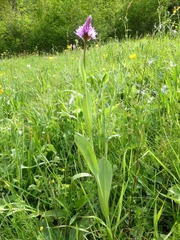 Traunsteinera globosa