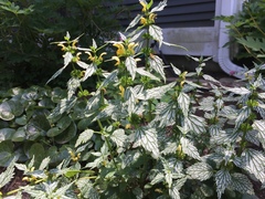Lamium galeobdolon flavidum