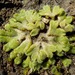 California Crystalwort - Photo (c) Amanda Heinrich, some rights reserved (CC BY-NC), uploaded by Amanda Heinrich
